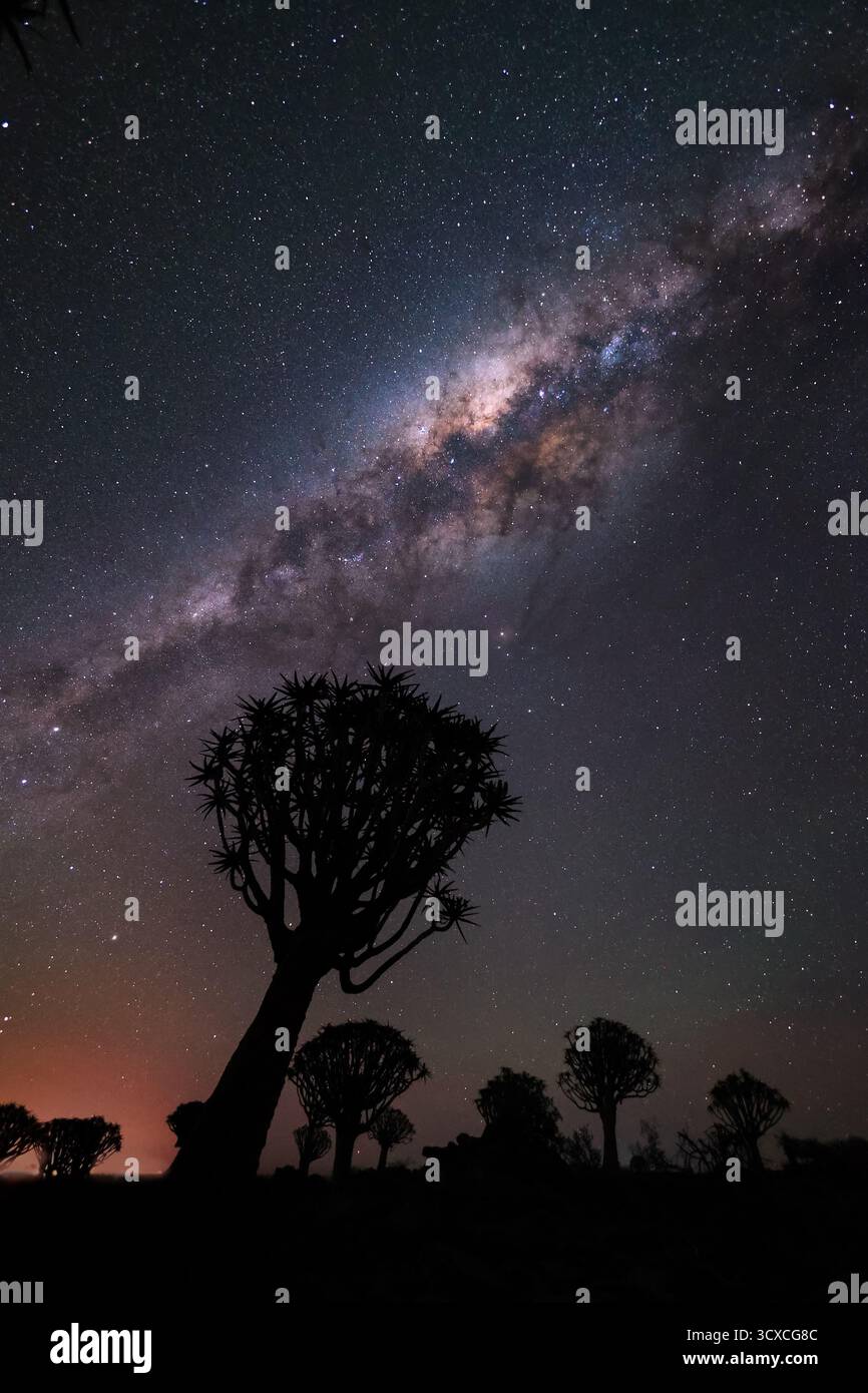 Bella via Lattea sopra la foresta di alberi di Quiver, Namibia Foto Stock