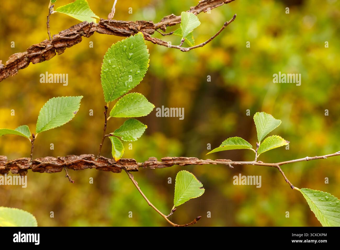 Foto macro dettagliata di un ramo alato di olmo (Ulmus alata) caratterizzato dal caratteristico corky, corteccia alata e fresche foglie seghettate verdi con acqua dro Foto Stock