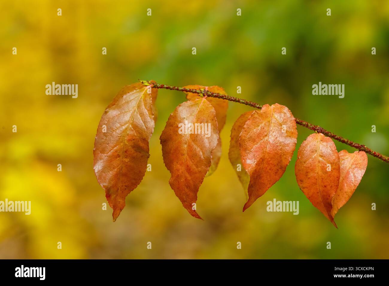 Primo piano di un sottile ramo con foglie d'autunno arancioni su uno sfondo sfocato di foglie gialle e verdi, catturando la bellezza e i colori dell'autunno. Foto Stock