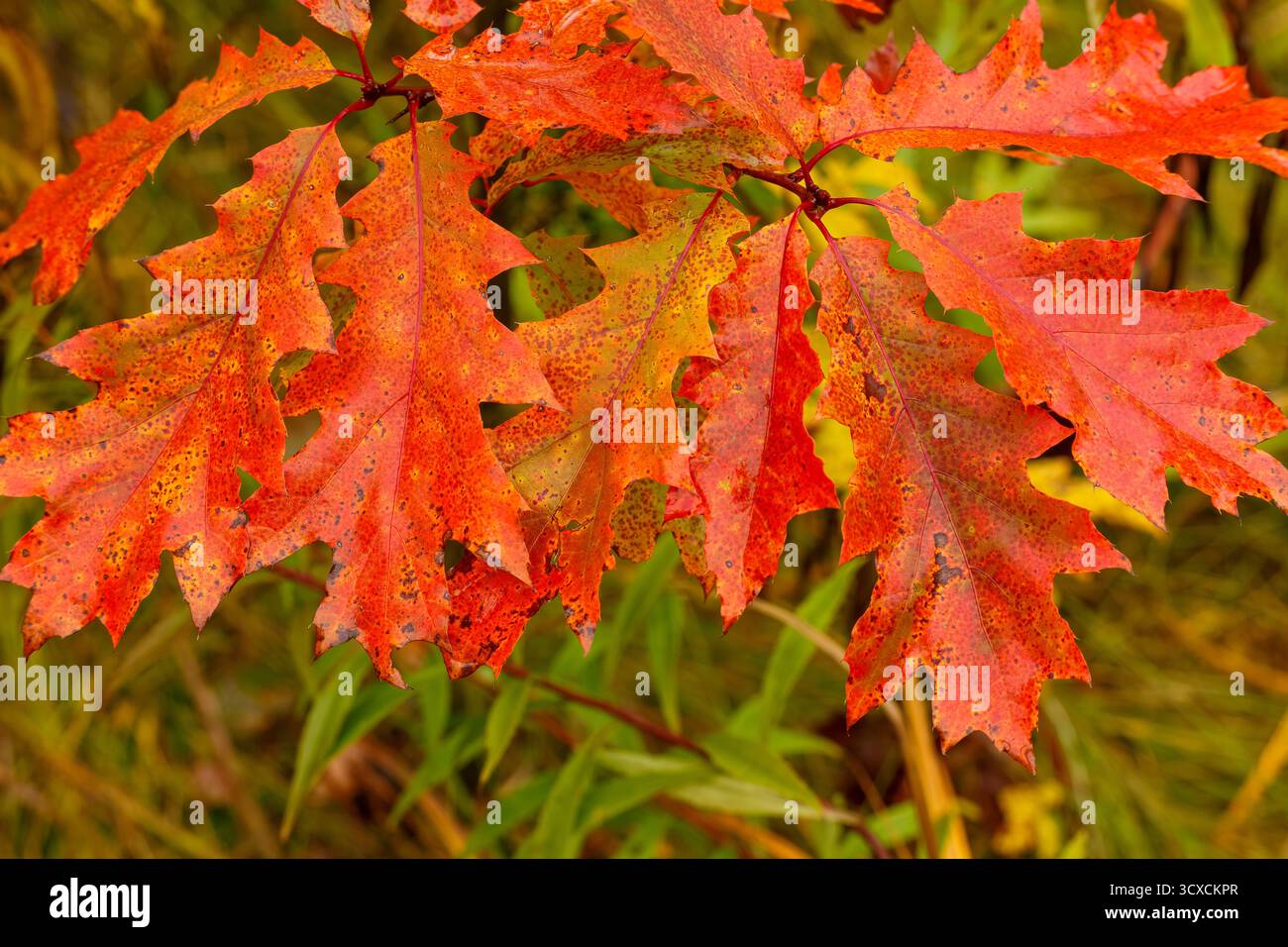 Foto macro dettagliata di foglie di quercia rossa che diventano rosso e arancione brillanti durante l'autunno, mostrando il fogliame autunnale e i cambiamenti di colore stagionali. Foto Stock