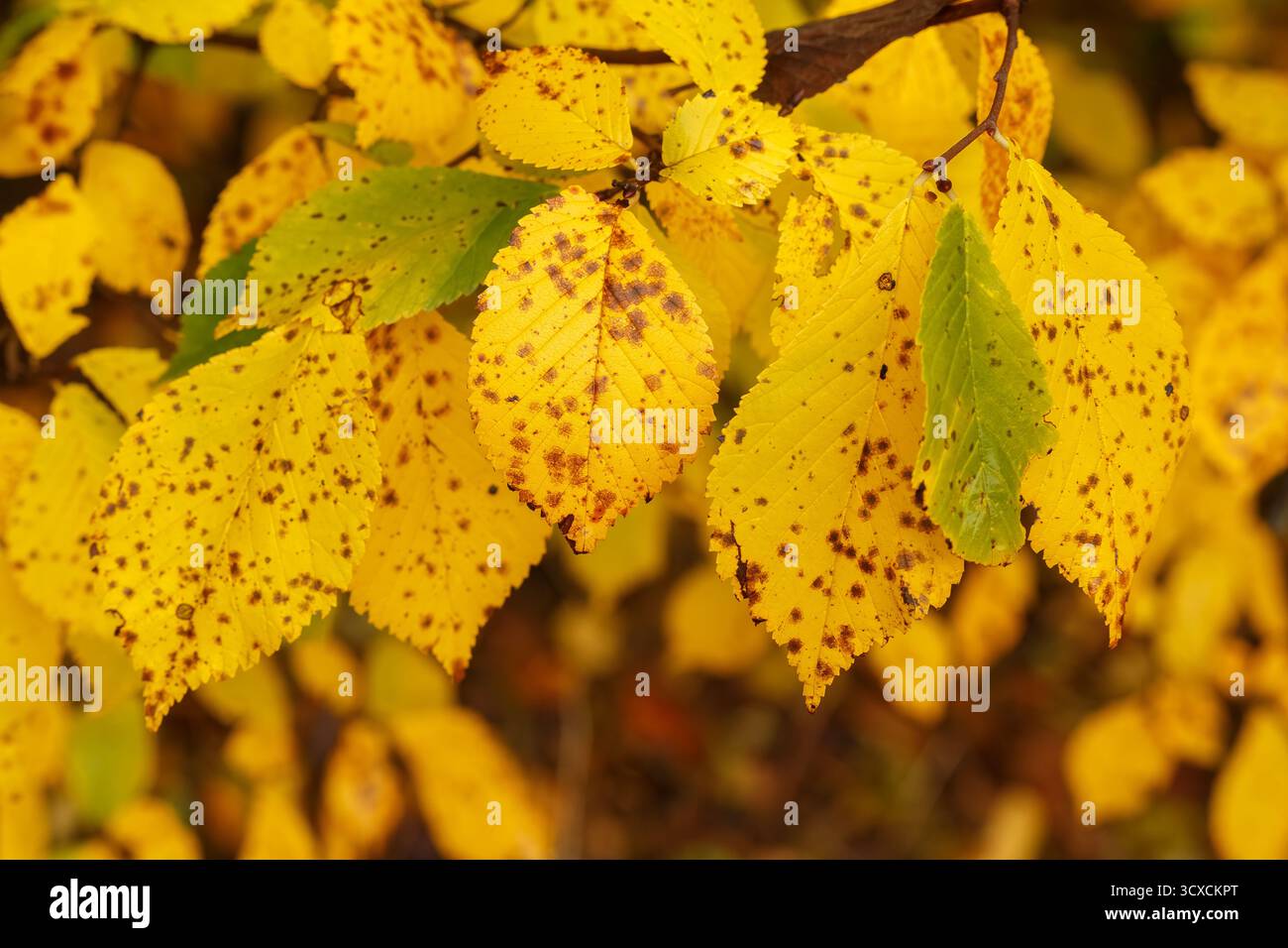 Foto macro dettagliata di foglie d'autunno gialle che mostrano macchie e texture marroni, simboleggiando il cambiamento stagionale e l'invecchiamento naturale del fogliame. Foto Stock