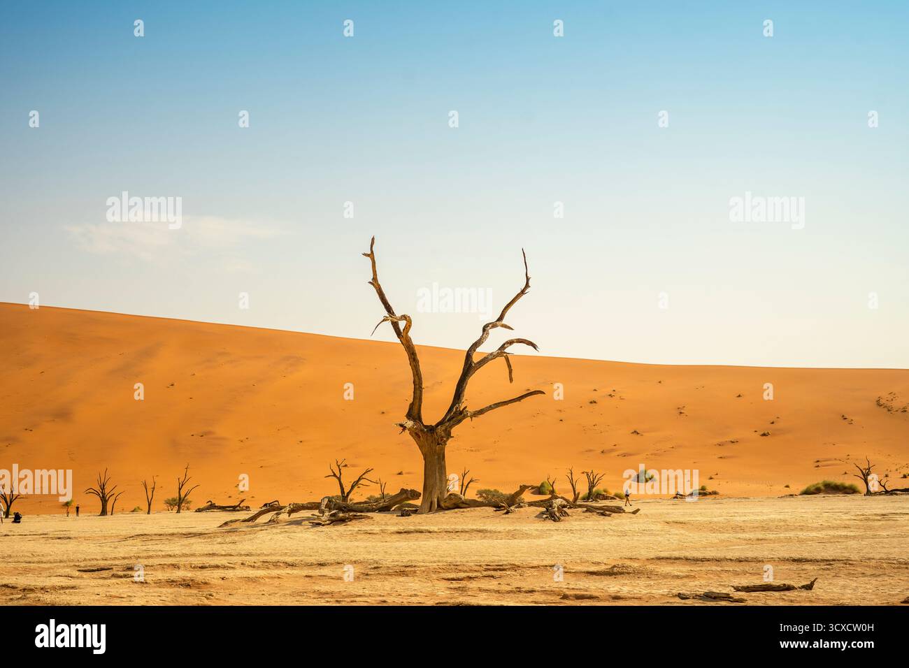 Big Daddy Dune e Deadvlei, Namibia, è una duna rossa torreggiante sopra gli antichi alberi di camelthorn morti di Deadvlei e la teglia di argilla bianca. Foto Stock