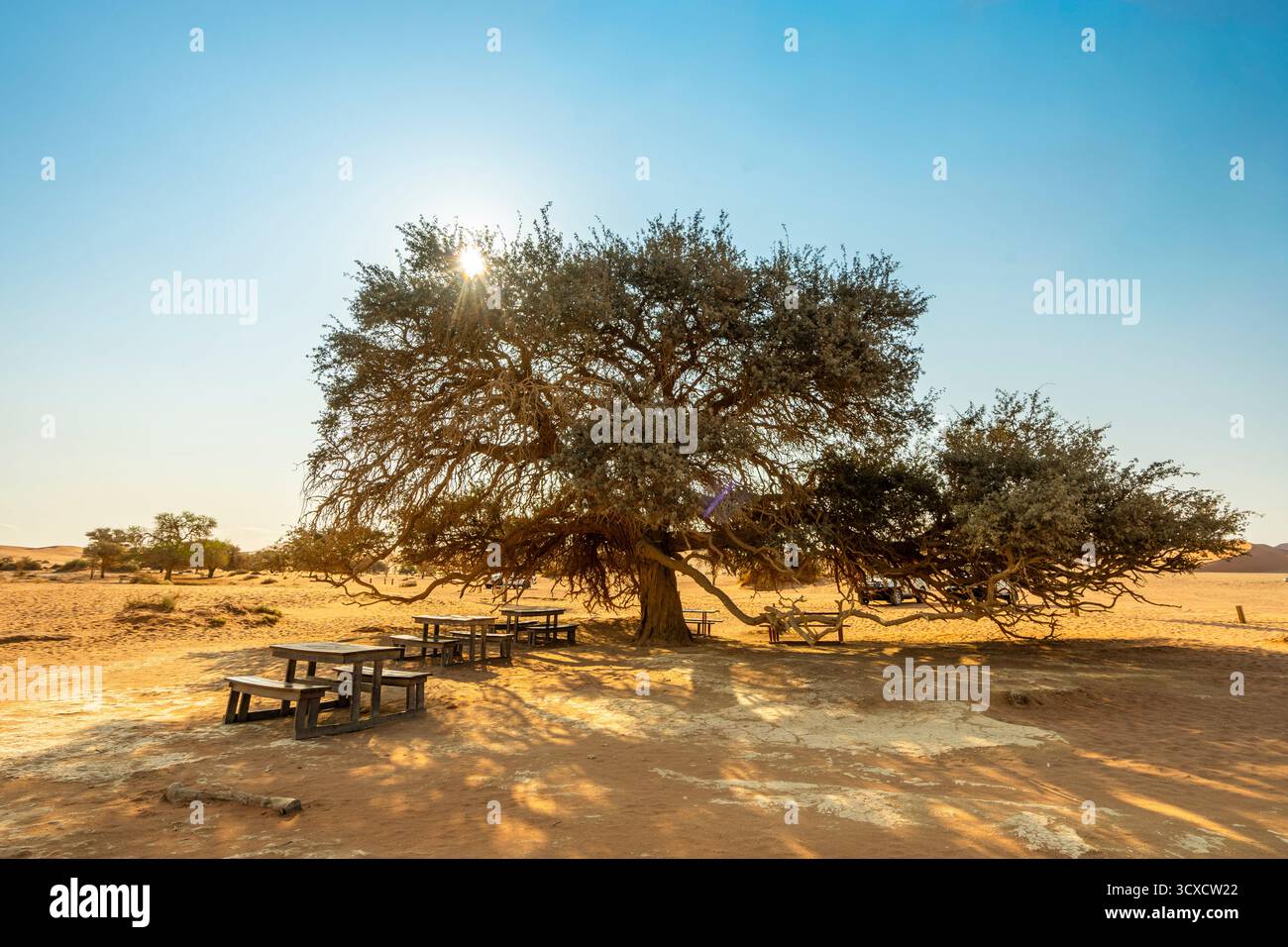 Paesaggio desertico asciutto con alberi sparpagliati e tabelloni con panchina sotto un cielo luminoso diurno. Mette in risalto la dura bellezza e l'ambiente arido Foto Stock