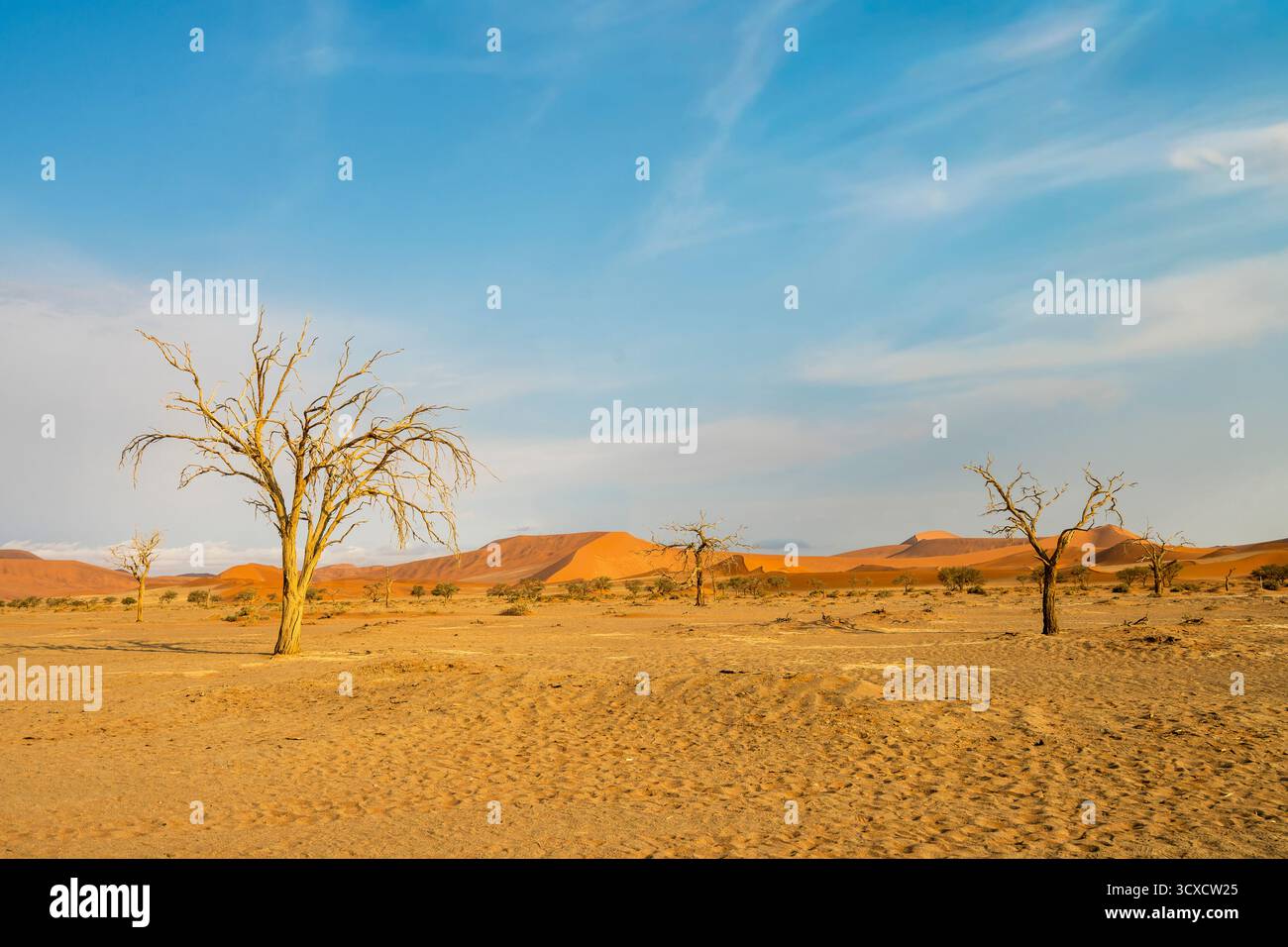Paesaggio desertico asciutto con alberi sparpagliati sotto un cielo luminoso diurno. Mette in risalto la dura bellezza e l'ambiente arido delle selvagge terre della Namibia Foto Stock