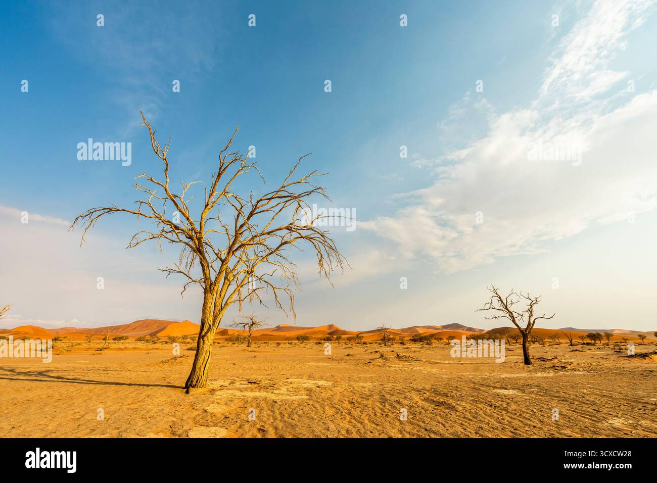 Paesaggio desertico asciutto con alberi sparpagliati sotto un cielo luminoso diurno. Mette in risalto la dura bellezza e l'ambiente arido delle selvagge terre della Namibia Foto Stock