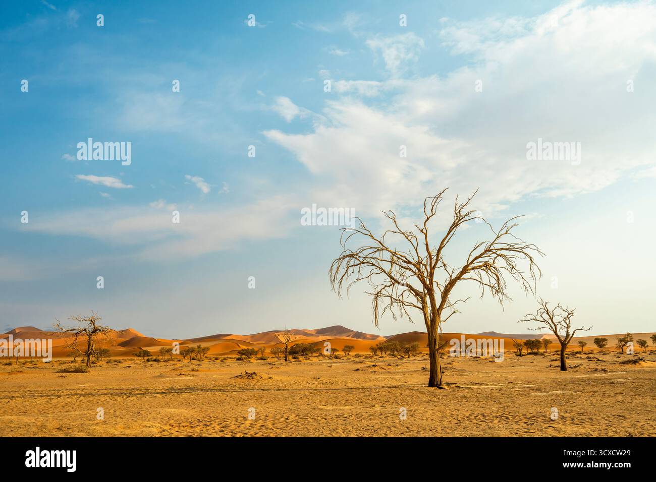 Paesaggio desertico asciutto con alberi sparpagliati sotto un cielo luminoso diurno. Mette in risalto la dura bellezza e l'ambiente arido delle selvagge terre della Namibia Foto Stock