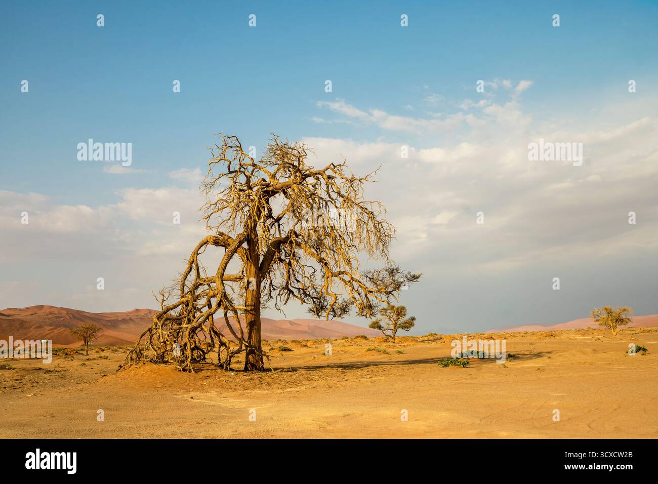 Paesaggio desertico asciutto con alberi sparpagliati sotto un cielo luminoso diurno. Mette in risalto la dura bellezza e l'ambiente arido delle selvagge terre della Namibia Foto Stock