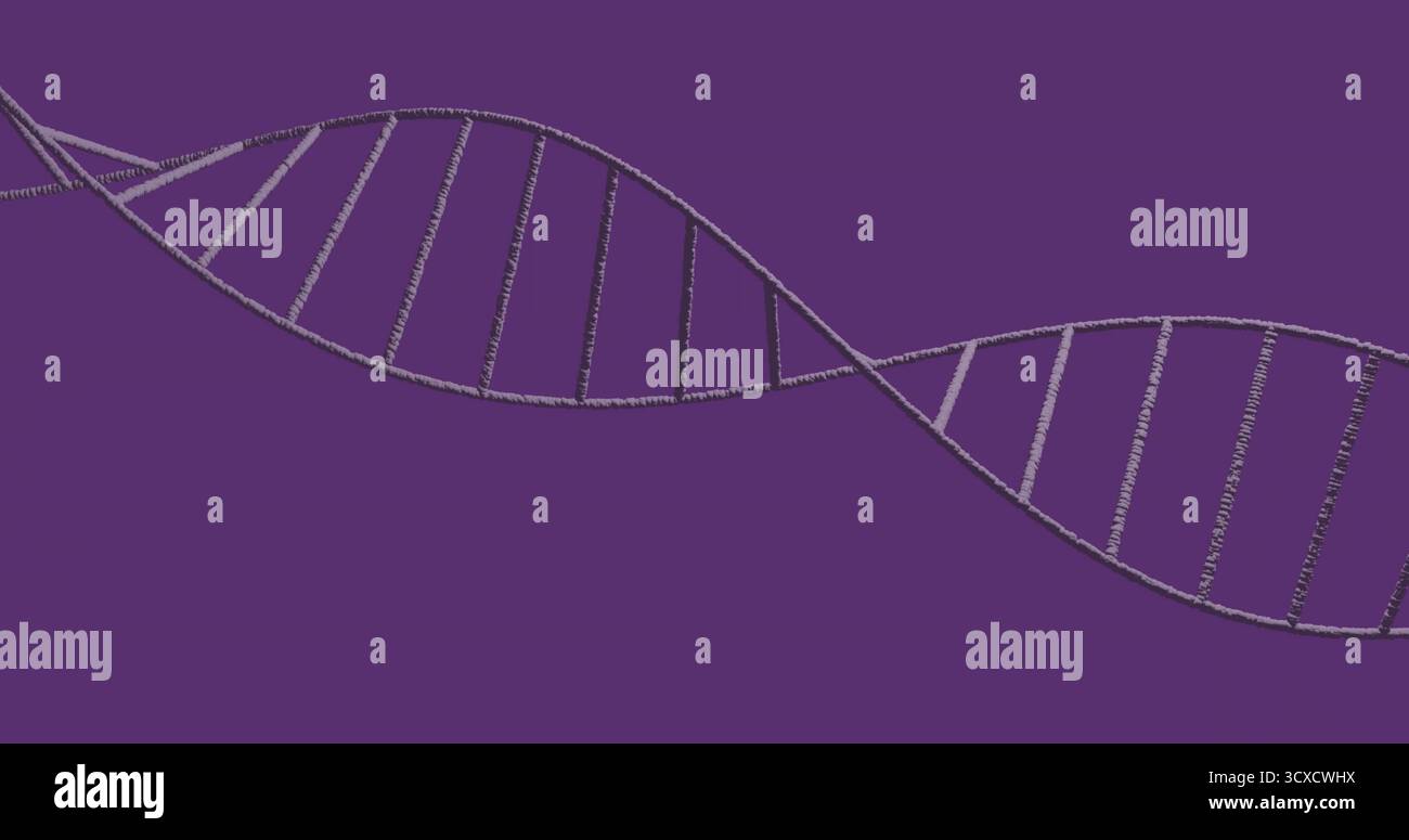 Elica del DNA stilizzata grigia curvilinea per tutta la larghezza su sfondo viola pieno, grafica vettoriale Foto Stock