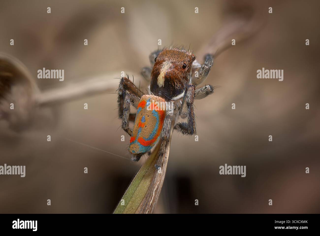 Un Peacock Spider maschio (Maratus pavonis) nei suoi colori di riproduzione per la stagione. Foto Stock