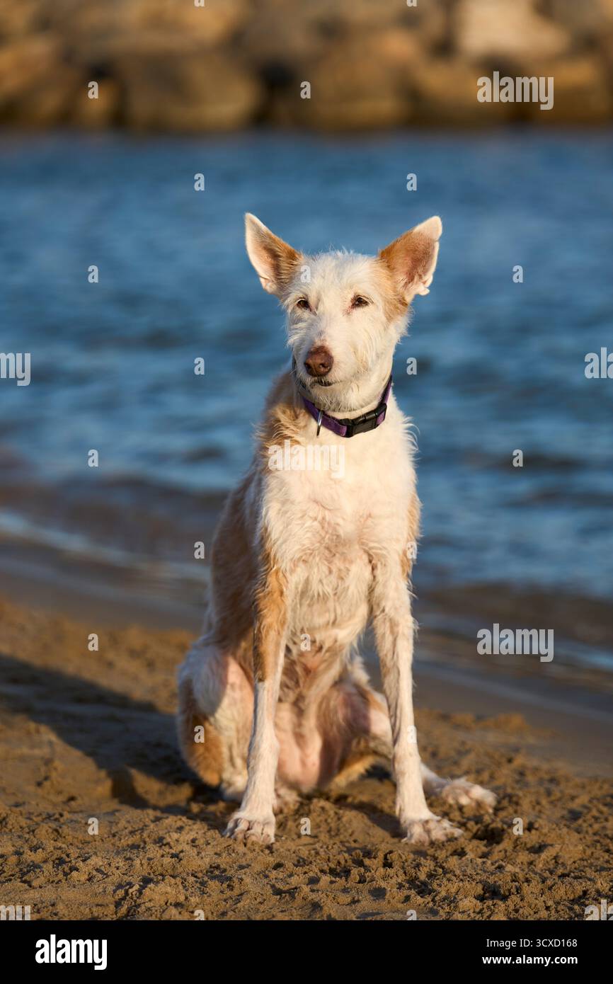 Cane da campanero Podenco in spiaggia all'ora d'oro (Valencia - Spagna) Foto Stock