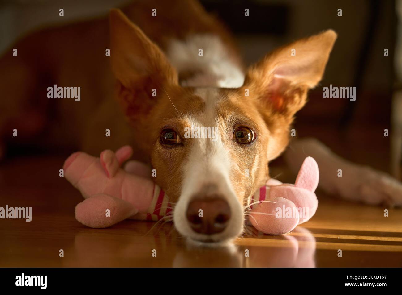 Podenco salvò il cane che riposava sul pavimento con un orsacchiotto come cuscino Foto Stock