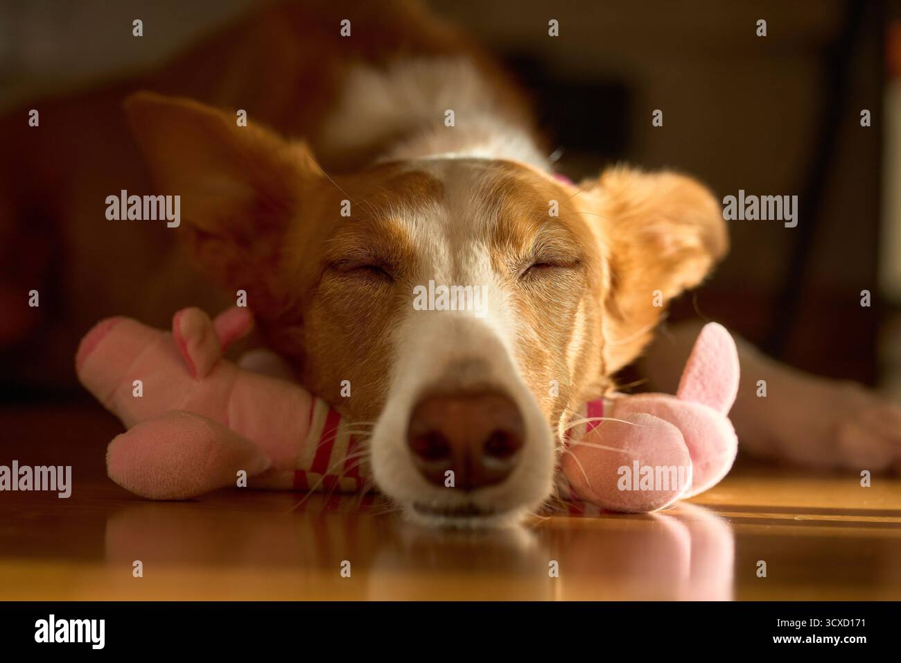 Podenco salvò il cane che dormiva sul pavimento con un orsacchiotto come cuscino Foto Stock