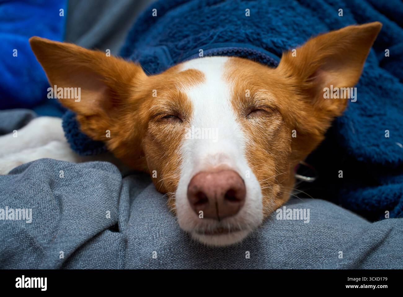 Podenco ha salvato il cane che riposava nel divano Foto Stock