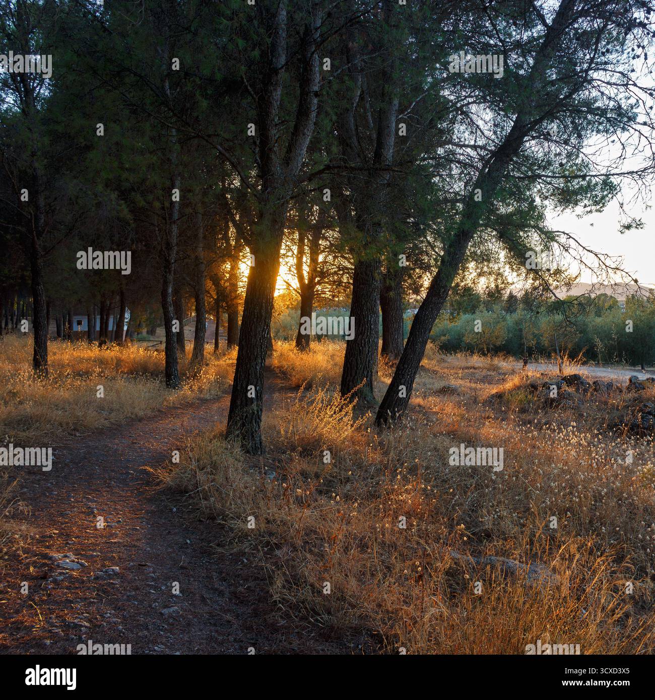 Sentiero nella foresta di pini con calda luce del tramonto vicino al campeggio rurale di Humilladero, Málaga, Spagna Foto Stock
