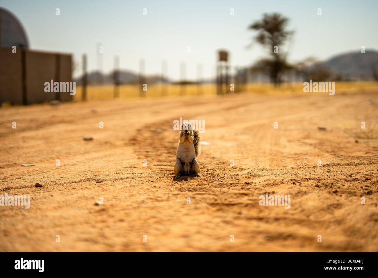 Una foto ravvicinata di uno scoiattolo di terra in piedi su una strada sabbiosa in Namibia. L'immagine cattura il fascino della fauna selvatica della Namibia in un ambiente desertico Foto Stock