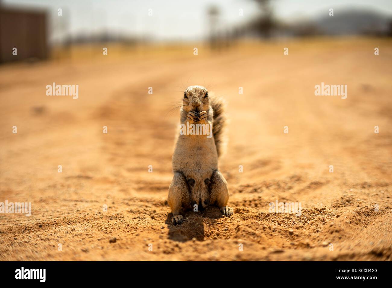 Una foto ravvicinata di uno scoiattolo di terra in piedi su una strada sabbiosa in Namibia. L'immagine cattura il fascino della fauna selvatica della Namibia in un ambiente desertico Foto Stock