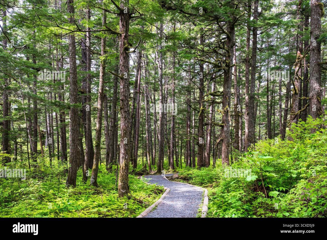 Sentiero naturalistico attraverso i boschi di Haines, Alaska, vicino a Haines Road tra la 3rd Avenue e Fair Drive. Haines, Alaska, Stati Uniti Foto Stock