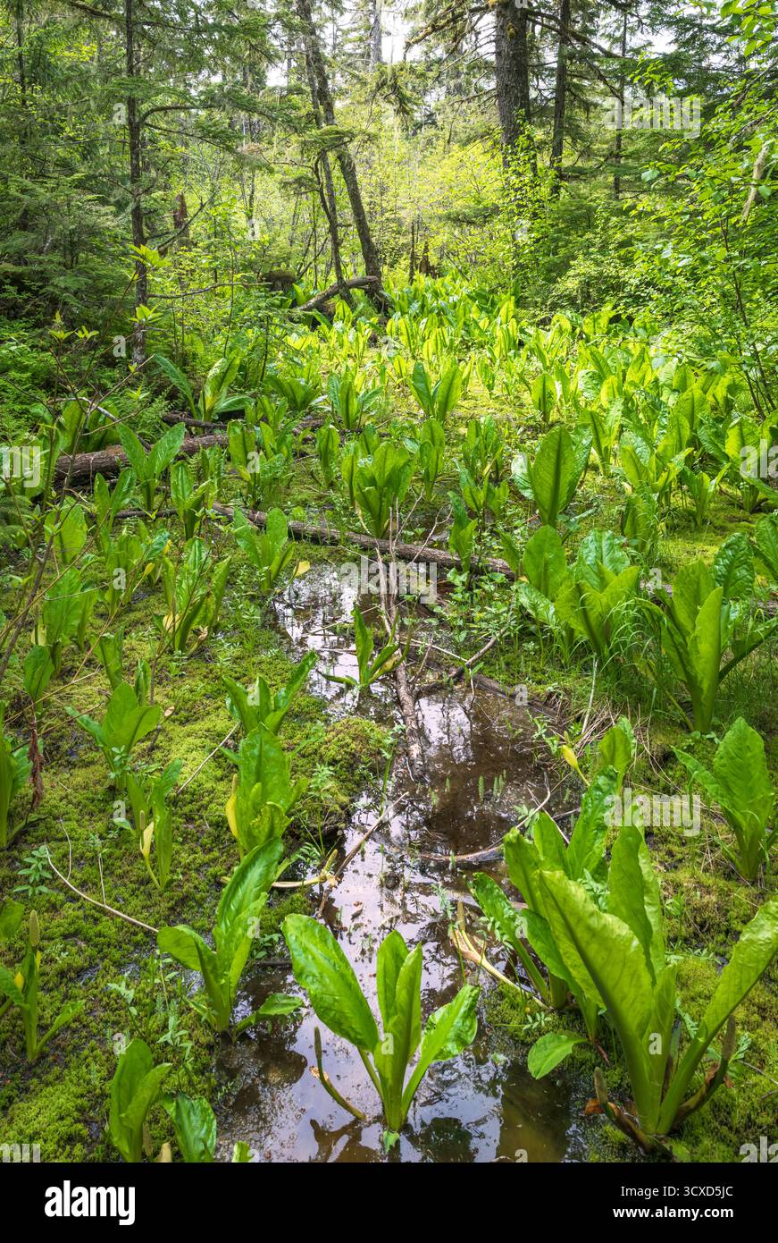 Cavolo Skunk occidentale visto da sentieri naturalistici attraverso i boschi di Haines, Alaska, vicino a Haines Road tra la 3rd Avenue e Fair Drive. Alaska, Stati Uniti Foto Stock