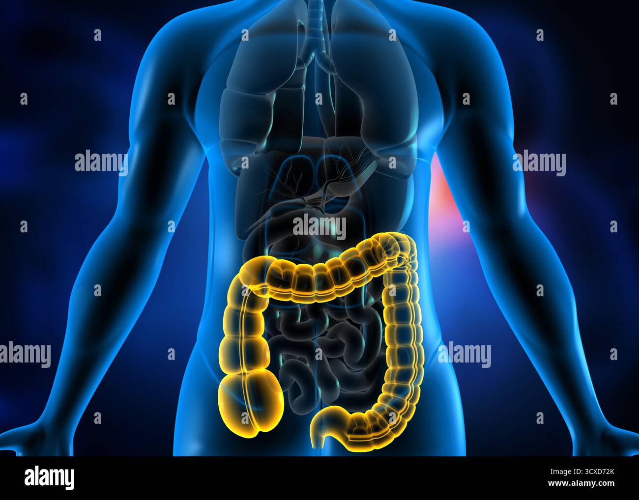 Anatomia del corpo umano, colon, intestino crasso. illustrazione 3d. Foto Stock