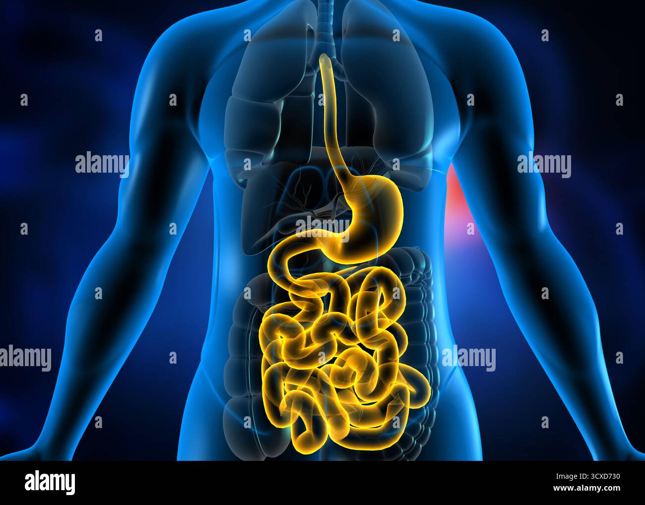 Anatomia del sistema digerente del corpo umano su base scientifica. illustrazione 3d. Foto Stock