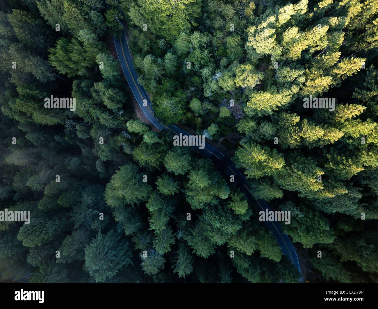 Vista aerea di una strada tortuosa che attraversa una fitta tettoia della foresta, la luce del sole che circonda le cime degli alberi in un mosaico di luci e ombre, Mill Valley, California, Stati Uniti. Foto Stock