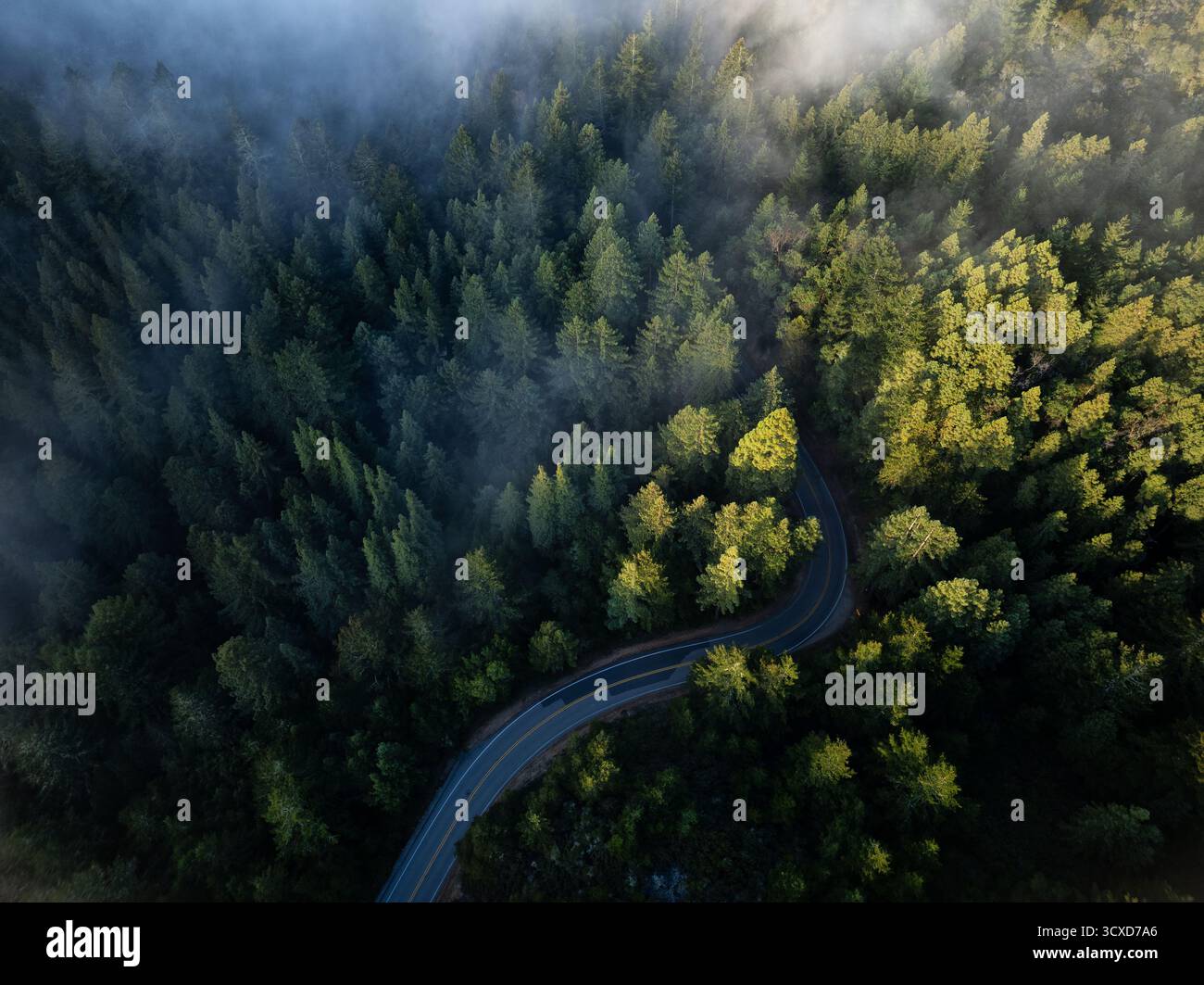 Vista aerea di una strada tortuosa che attraversa una fitta foresta, dove la nebbia ricopre delicatamente gli alberi torreggianti, creando una sinfonia di luce e ombra, Mill Valley, California, Stati Uniti. Foto Stock