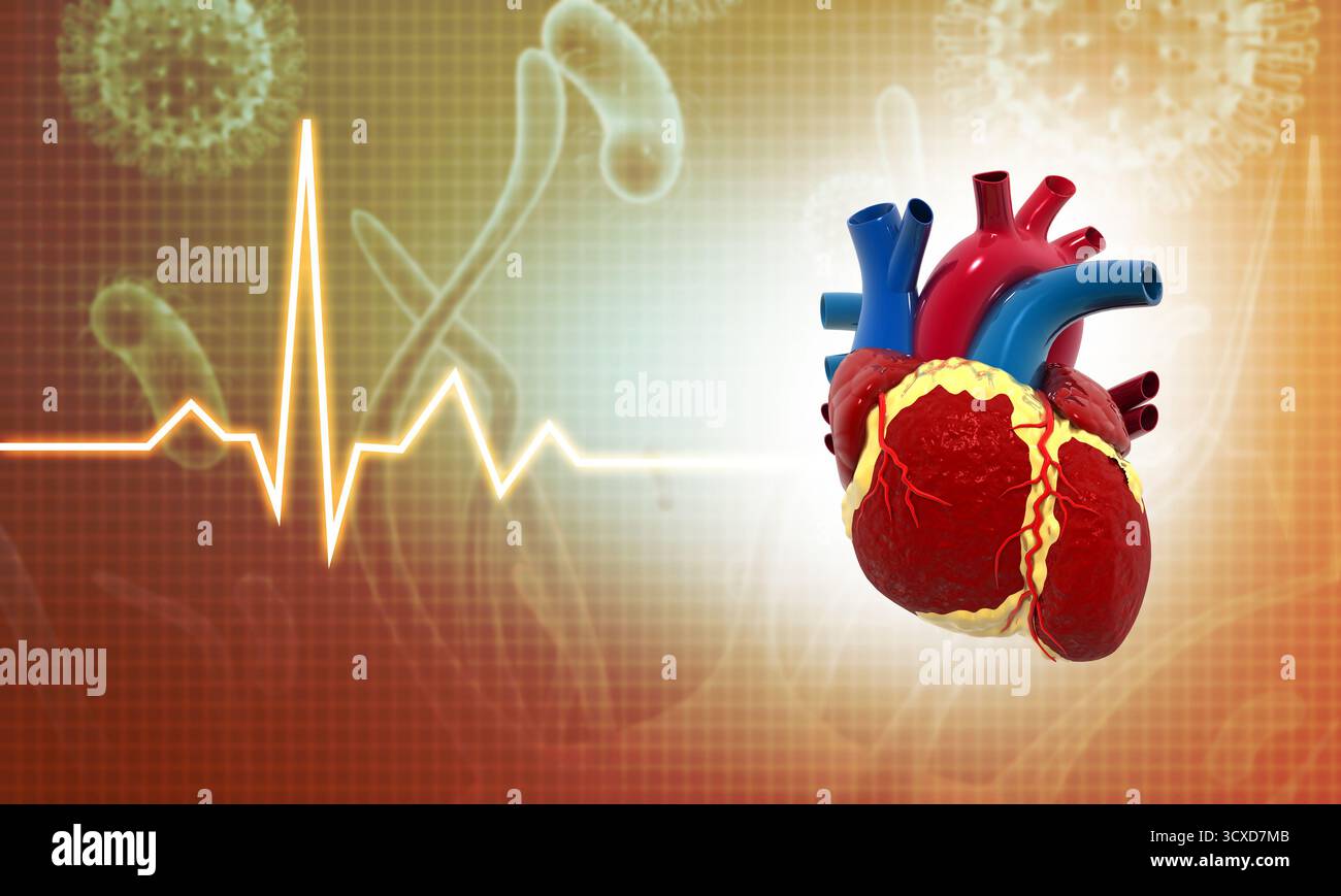 Anatomia del cuore umano su sfondo medico. cuore con grafico ecg. illustrazione 3d. Foto Stock