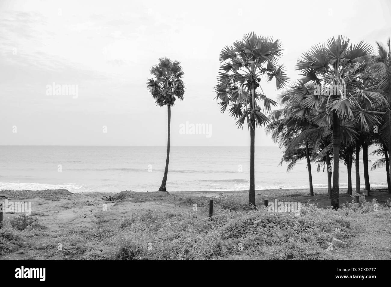 Palme e spiaggia sullo sfondo. Paesaggio tropicale di scenari estivi con palme. Foto Stock
