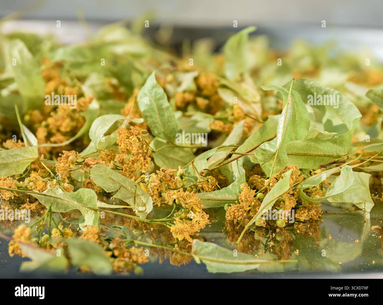 Fiori di tiglio secchi su un vassoio in acciaio, perfetto per preparare tè alle erbe sani e biologici e promuovere il benessere e lo stile di vita naturale Foto Stock