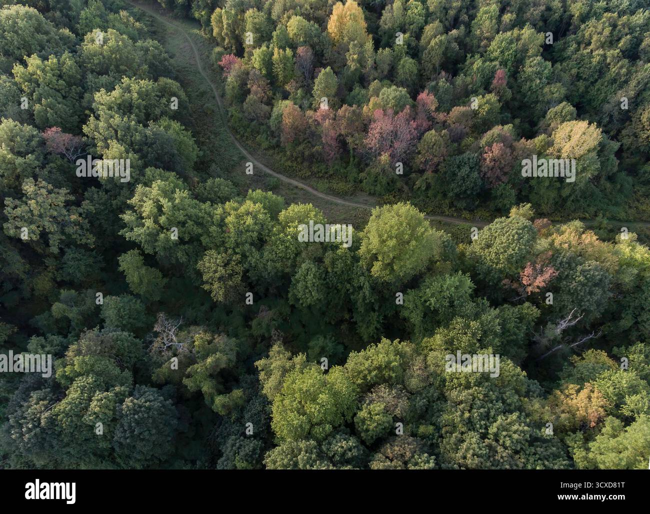 Vista aerea di un serpeggiante sentiero sterrato che attraversa una fitta foresta di vibranti alberi verdi e russet, Rhinebeck, New York, Stati Uniti. Foto Stock