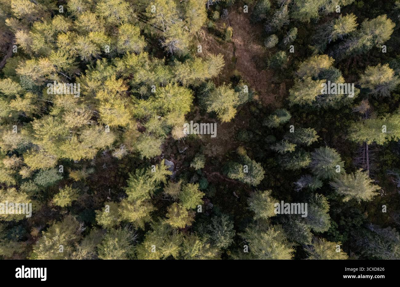 Veduta aerea di una fitta tettoia forestale, un mare di verde e oro che si estende sotto il vasto cielo, Rhinebeck, New York, Stati Uniti. Foto Stock