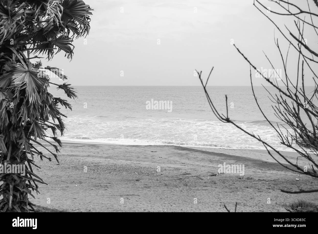 Palme e spiaggia sullo sfondo. Paesaggio tropicale di scenari estivi con palme. Foto Stock