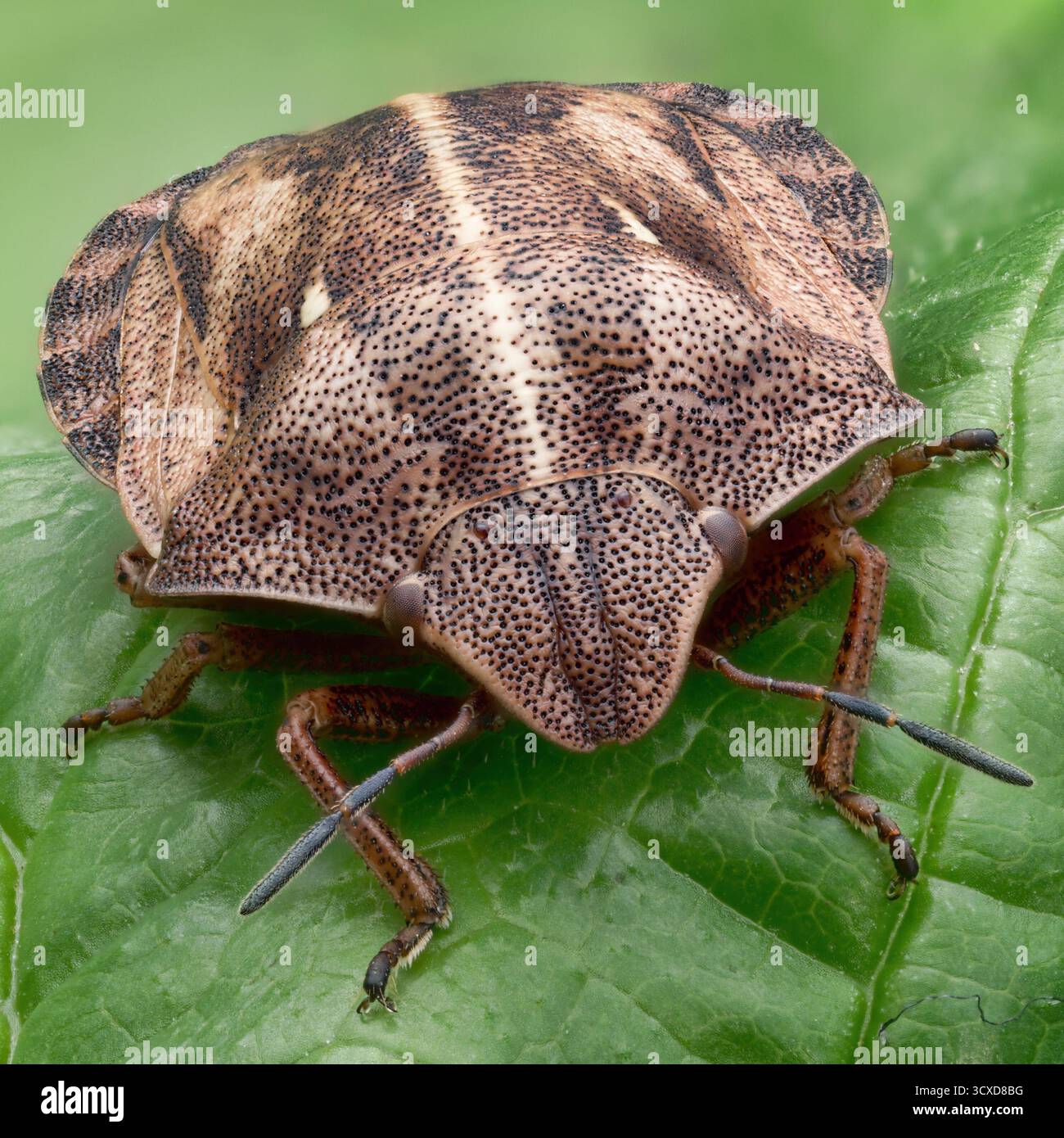 Tartaruga (Shieldbug Eurygaster "testudinaria) a riposo sulla foglia. Tipperary, Irlanda Foto Stock