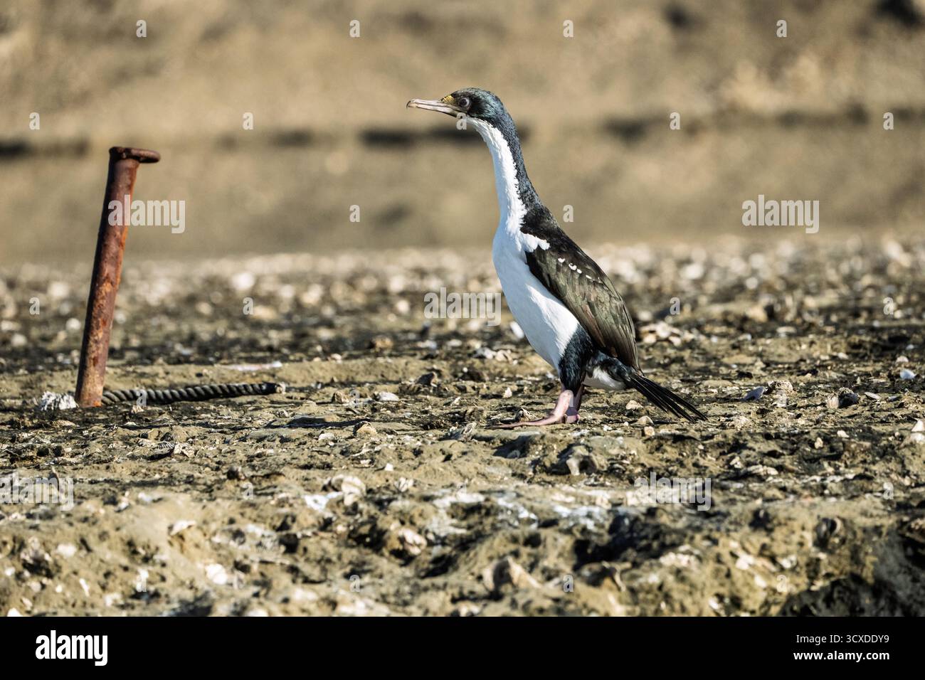 Cormorani imperiali (Leucocarbo atriceps) nelle acque della Patagonia argentina Foto Stock