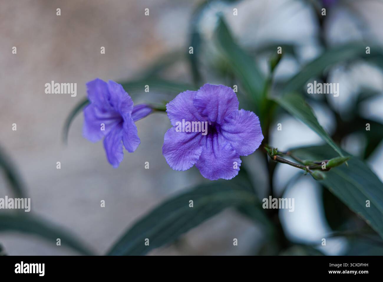 Due fiori viola con una consistenza morbida, circondati da foglie verdi Foto Stock