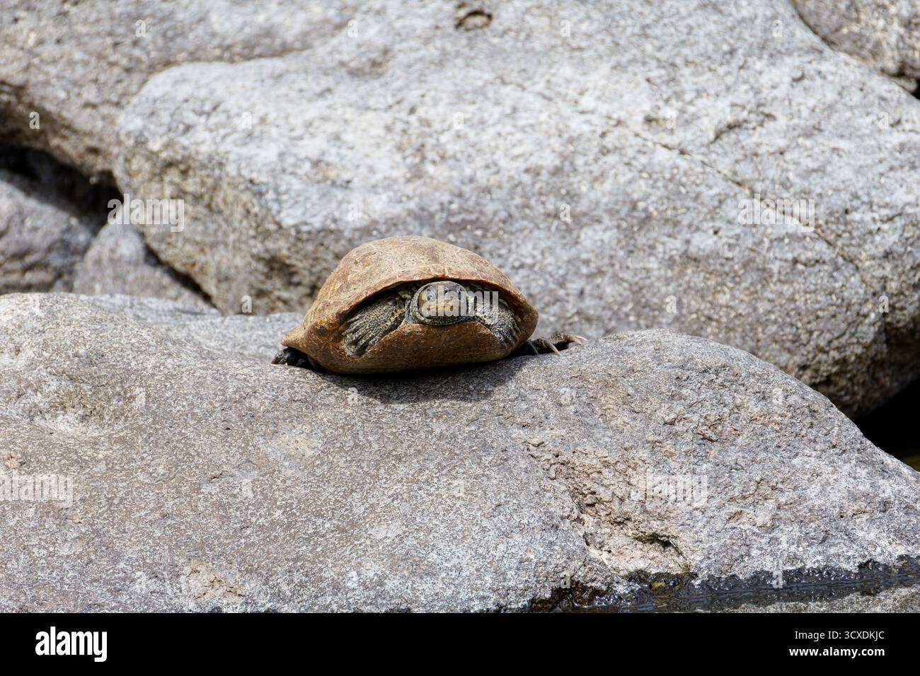 Una tartaruga parzialmente nascosta nel suo guscio su una superficie rocciosa. Foto Stock
