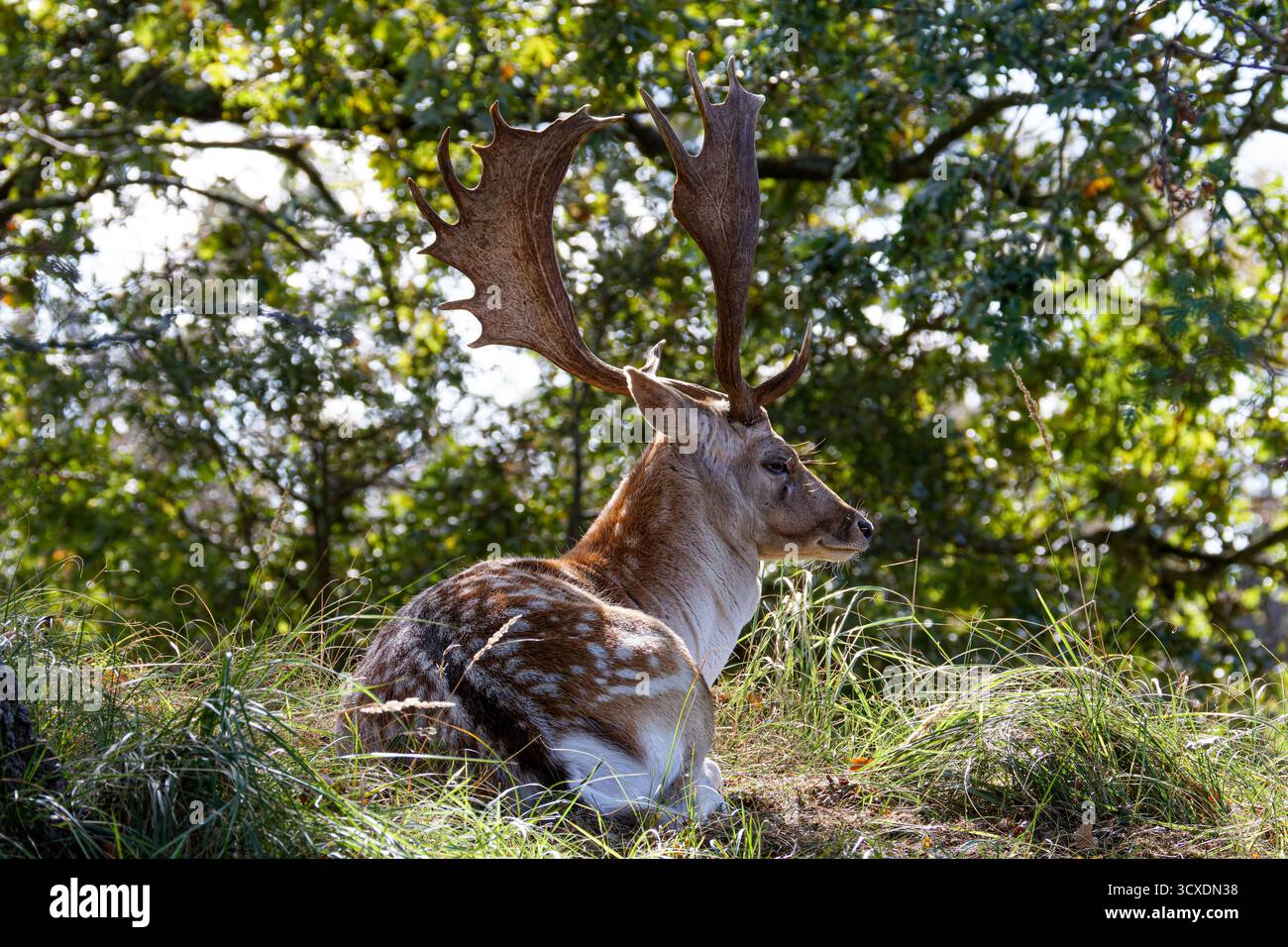 Un cervo a riposo con grandi corna che riposano in una radura forestale. Foto Stock