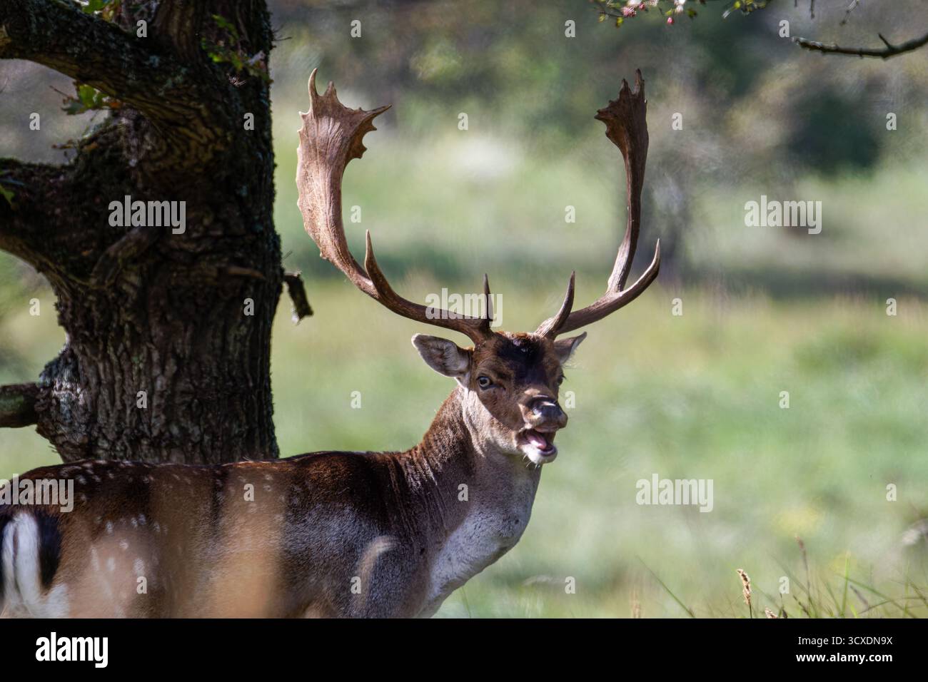 Un maestoso cervo con grandi corna si erge vicino a un albero in un campo erboso. Foto Stock