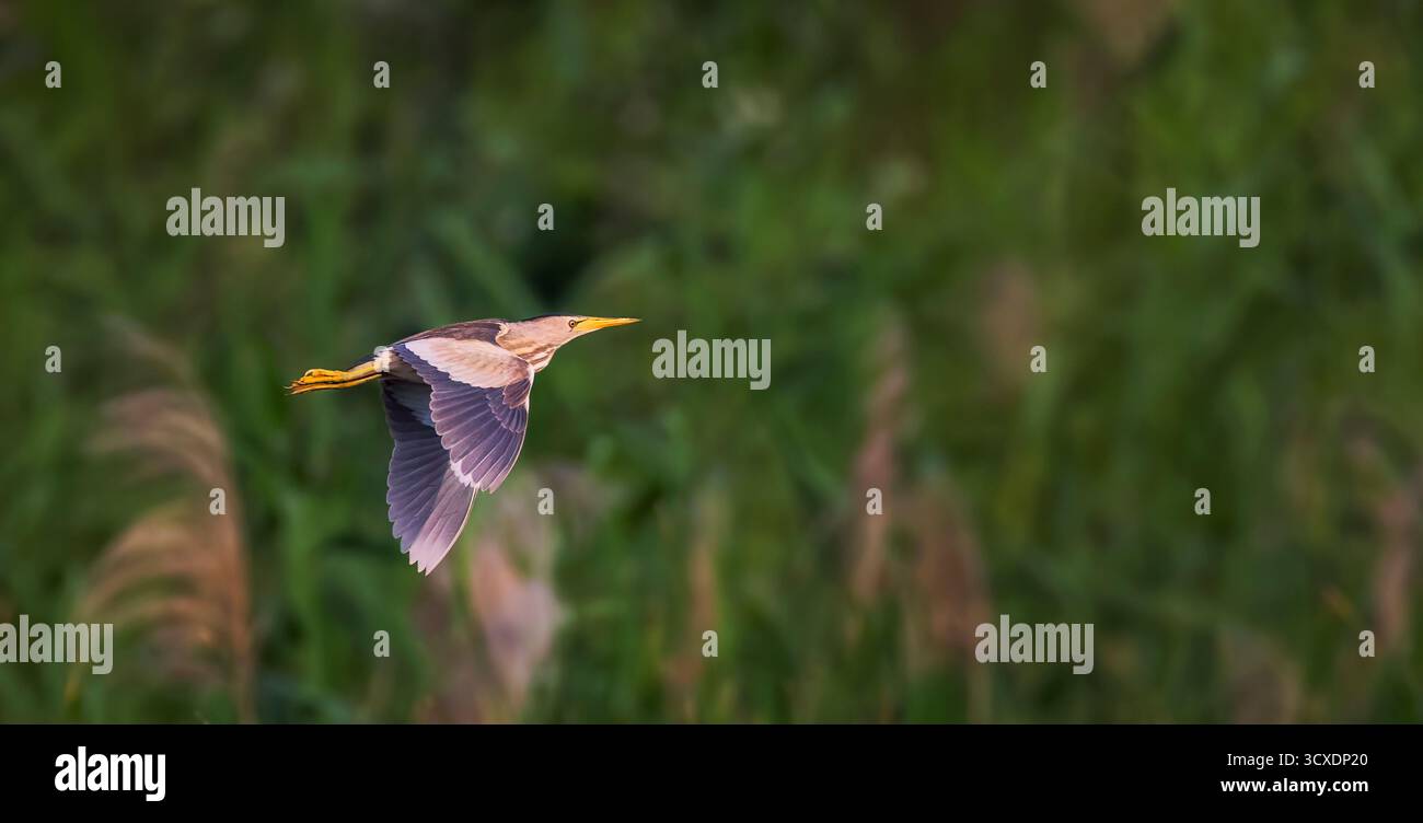 Ixobrychus minutus vola sulle canne e cerca cibo, la foto migliore. Foto Stock