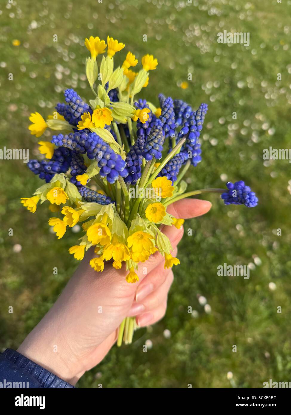 Bouquet primaverile di fiori selvatici blu e gialli nel prato illuminato dal sole Foto Stock
