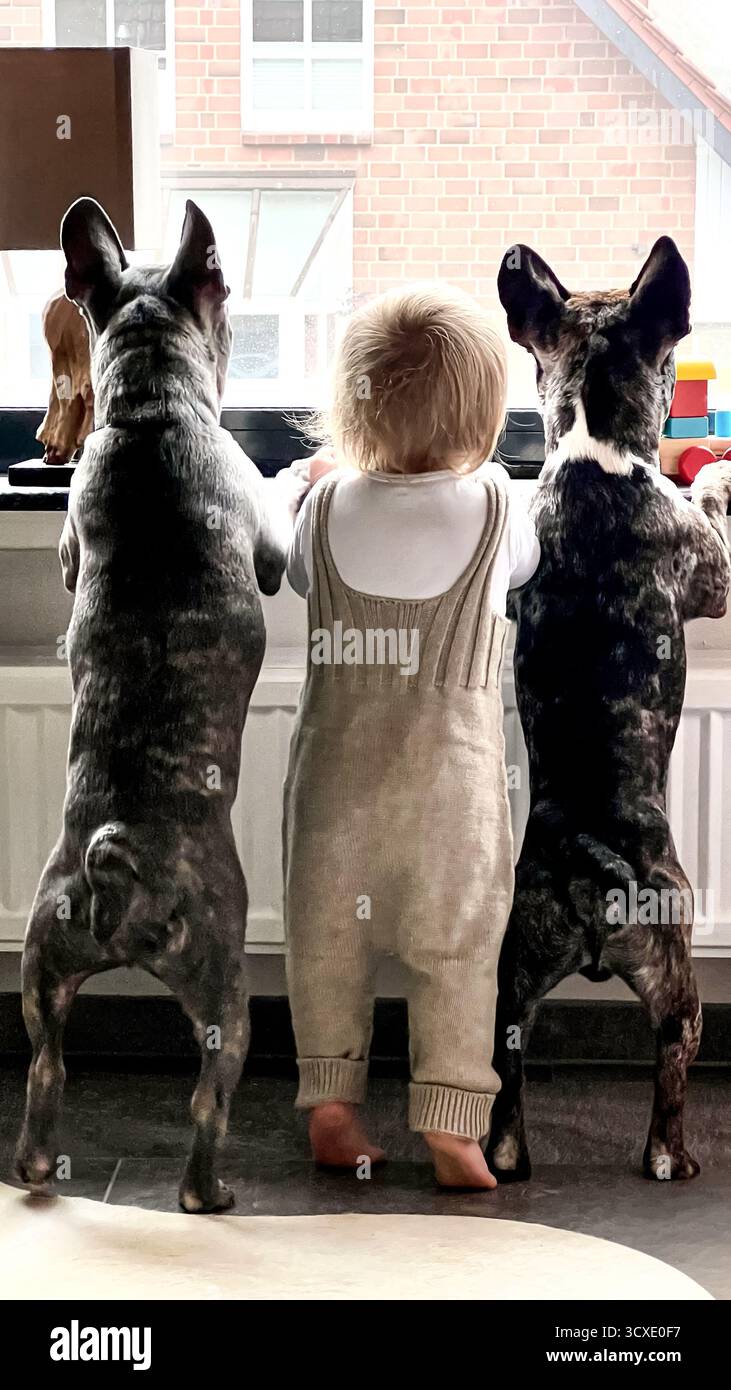Un bambino curioso e due Bulldog francesi in piedi davanti alla finestra che guardano insieme all'esterno: Adorabile momento di curiosità, innocenza e amici condivisi Foto Stock