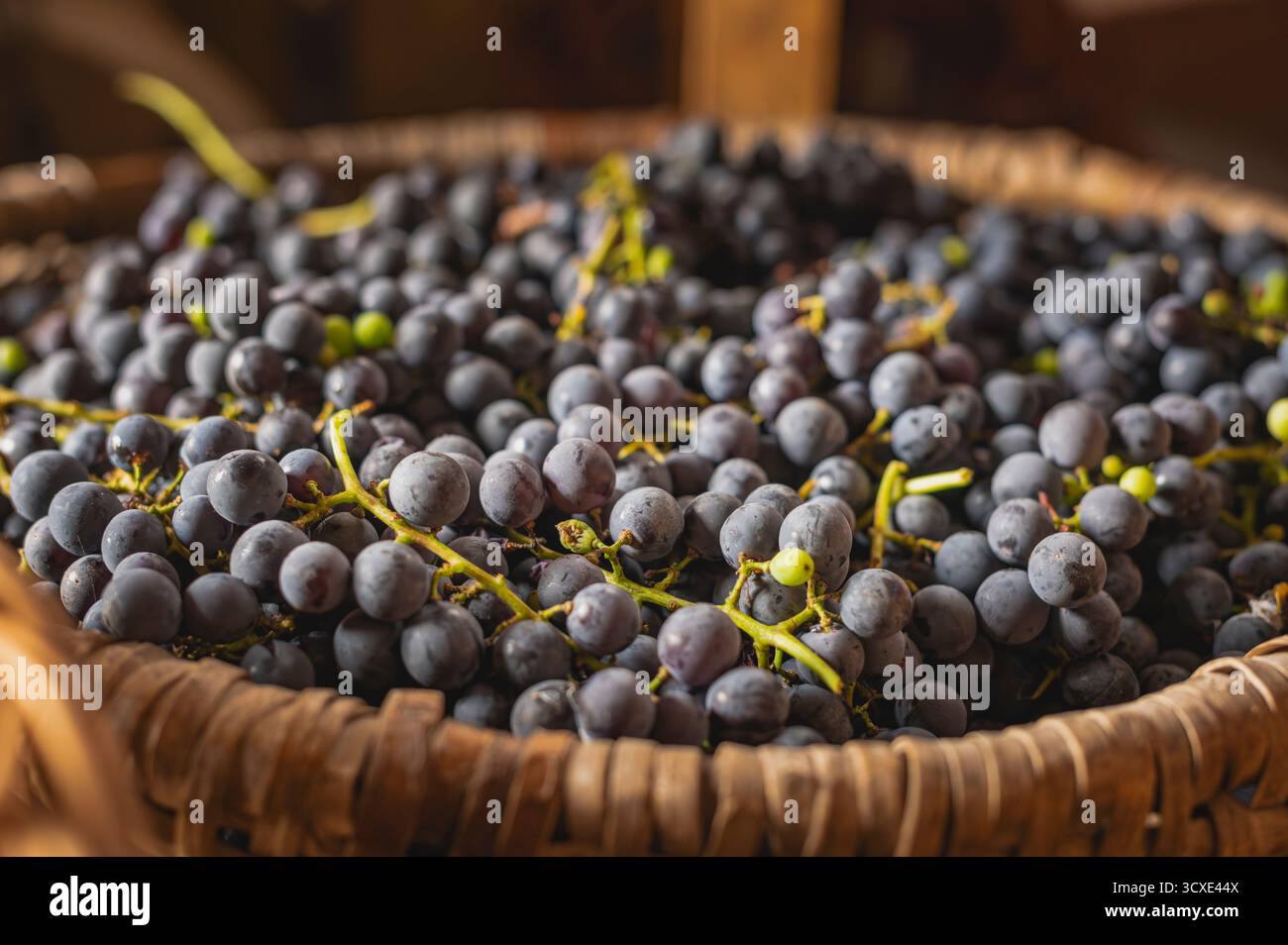 Cestino di vimini ripieno di uve di vino viola scuro appena raccolte rappresenta la vendemmia dei vigneti autunnali, viticoltura, produzione di frutta fresca biologica Foto Stock