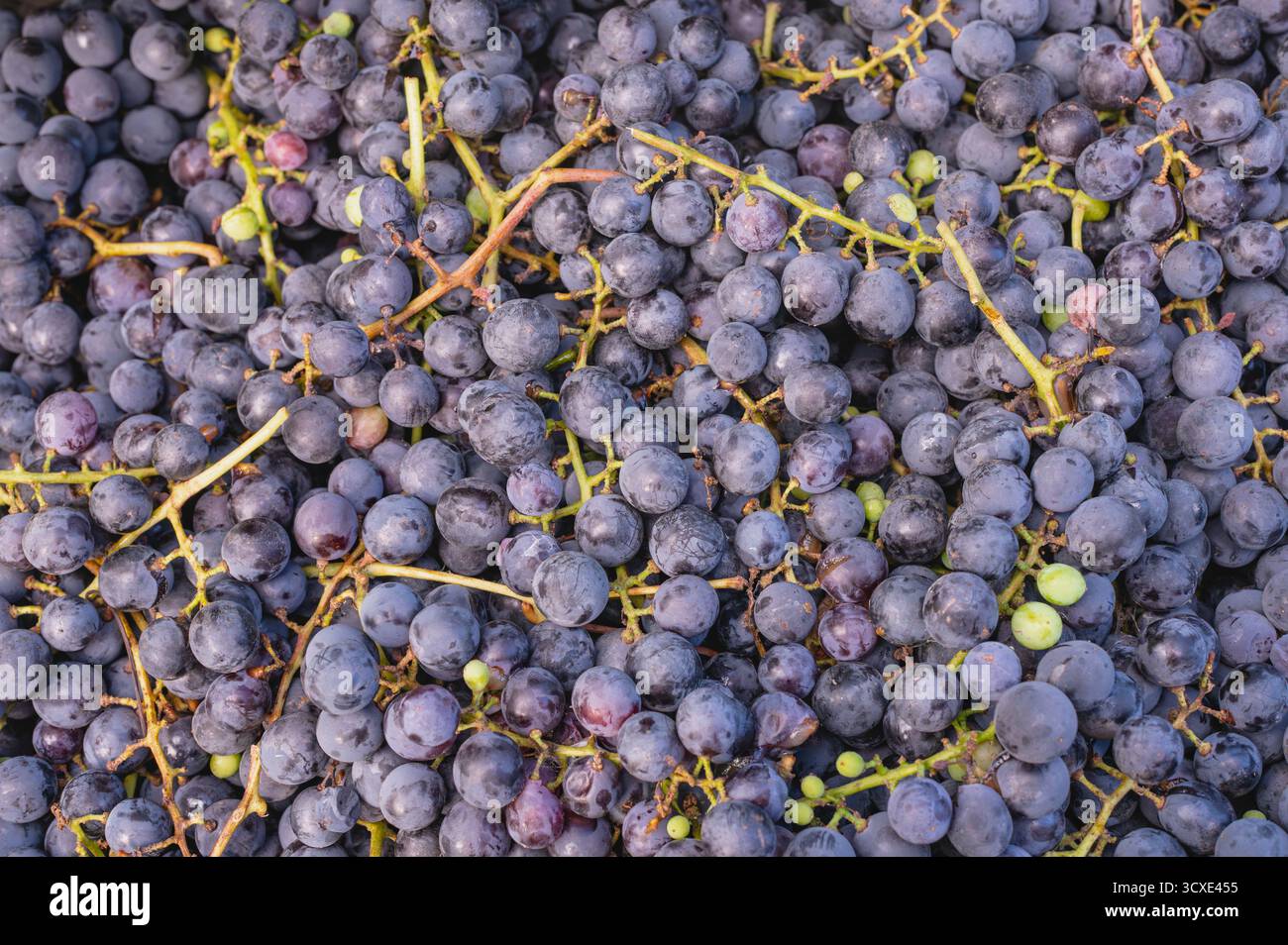 Uve da vino viola scuro appena raccolte. Rappresenta la vendemmia autunnale dei vigneti, la viticoltura, la vinificazione e la frutta fresca biologica. Foto Stock