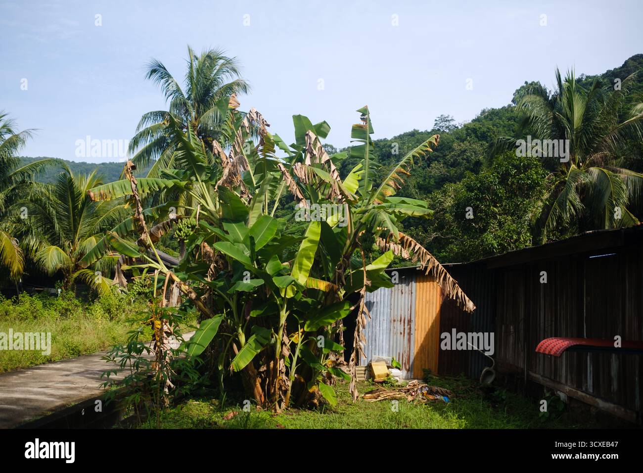 Un vibrante giardino tropicale presenta alte piante di banana circondate da lussureggiante vegetazione. Un rustico capannone di legno si erge nelle vicinanze, aggiungendosi alla serena e natura Foto Stock