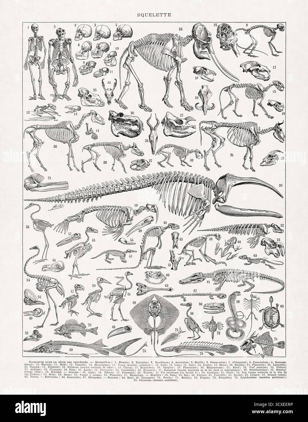 Illustrazione in bianco e nero sugli scheletri di un vecchio dizionario francese. Foto Stock
