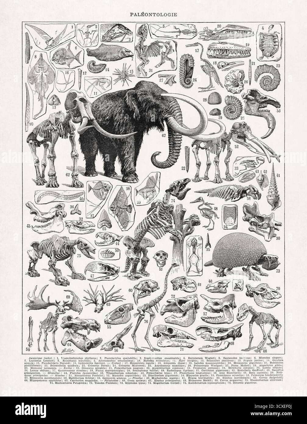 Illustrazione in bianco e nero di Adolphe Philippe Millot sugli scheletri in paleontologia di un vecchio dizionario francese. Foto Stock