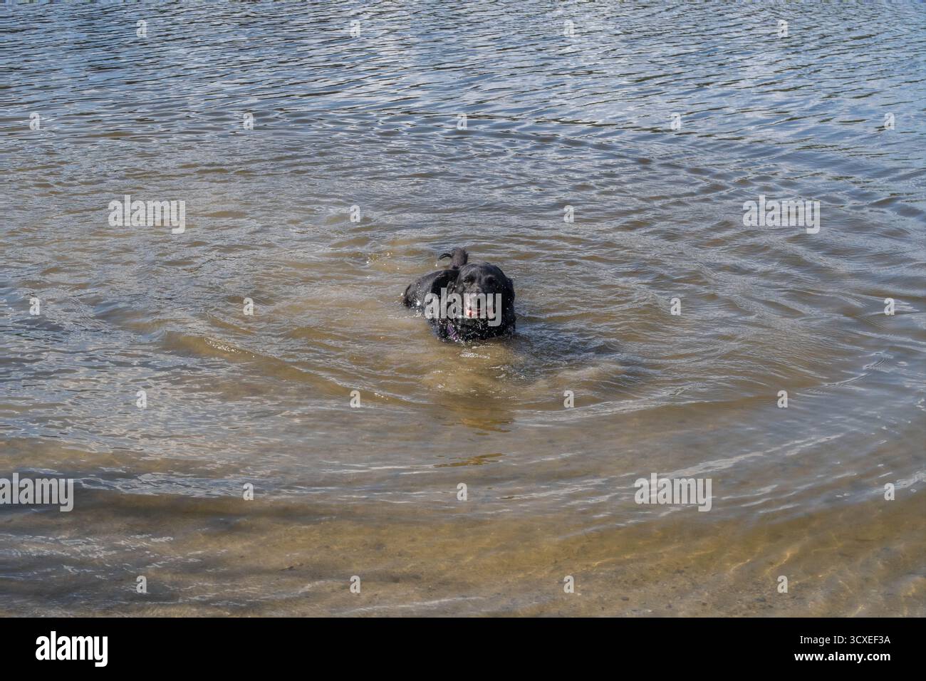 Anziani Black Springador che nuotano a Colemere, nello Shropshire Foto Stock