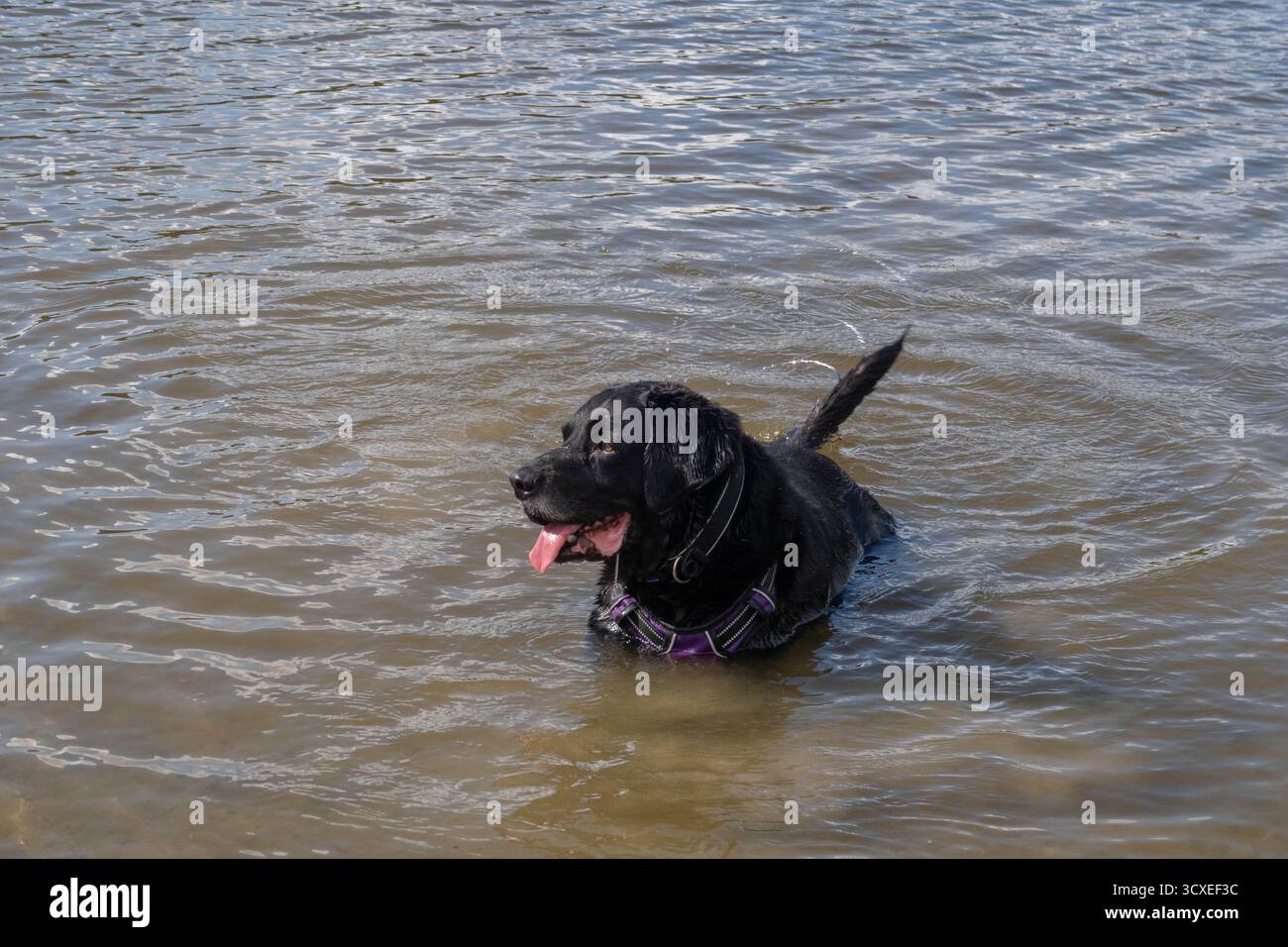 Anziani Black Springador che nuotano a Colemere, nello Shropshire Foto Stock