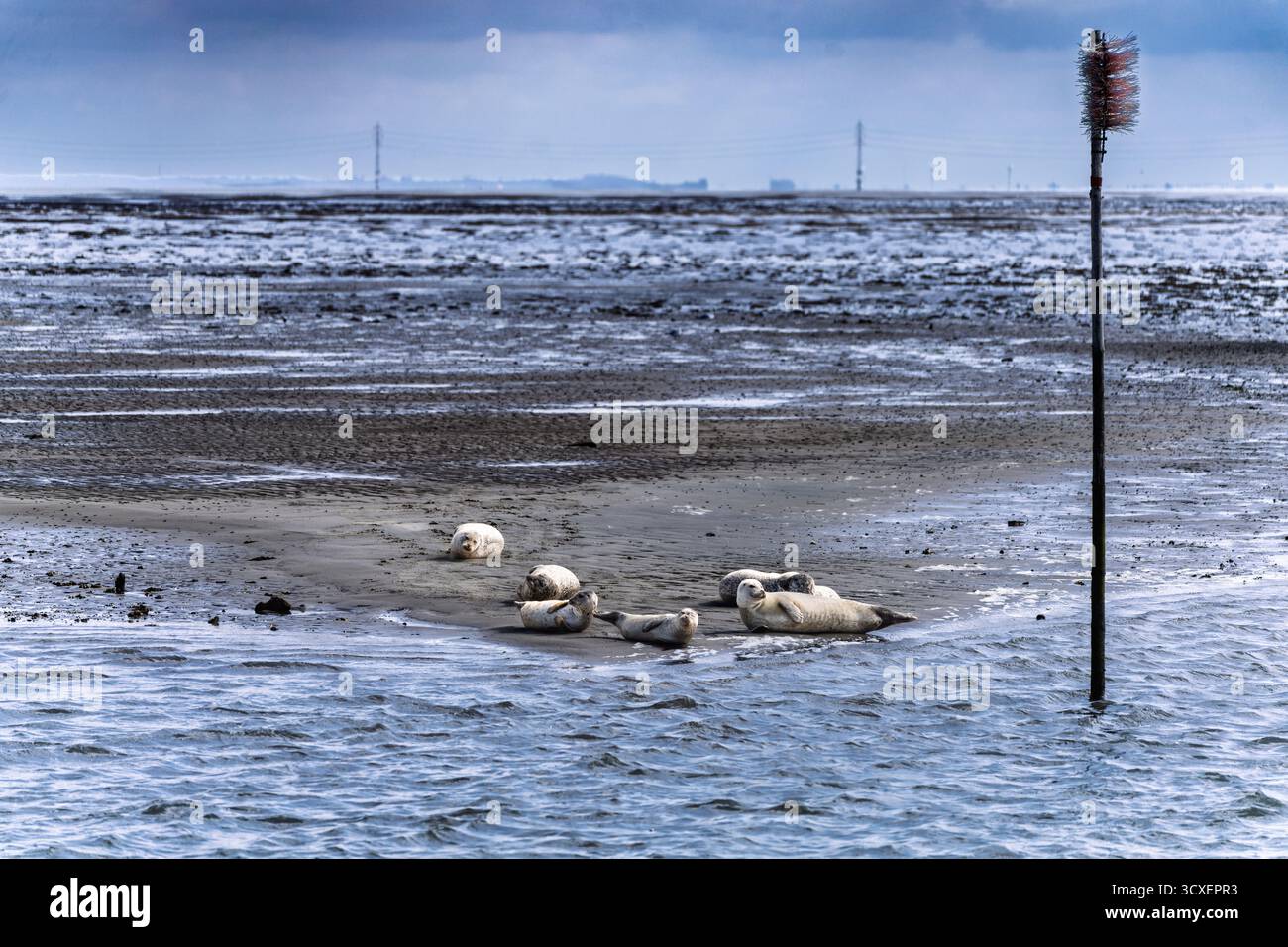 Un gruppo di foche riposa sulla sabbia bagnata vicino al bordo dell'acqua. Onde dolci e una costa tranquilla creano una tranquilla scena di fauna costiera perfetta per il n Foto Stock