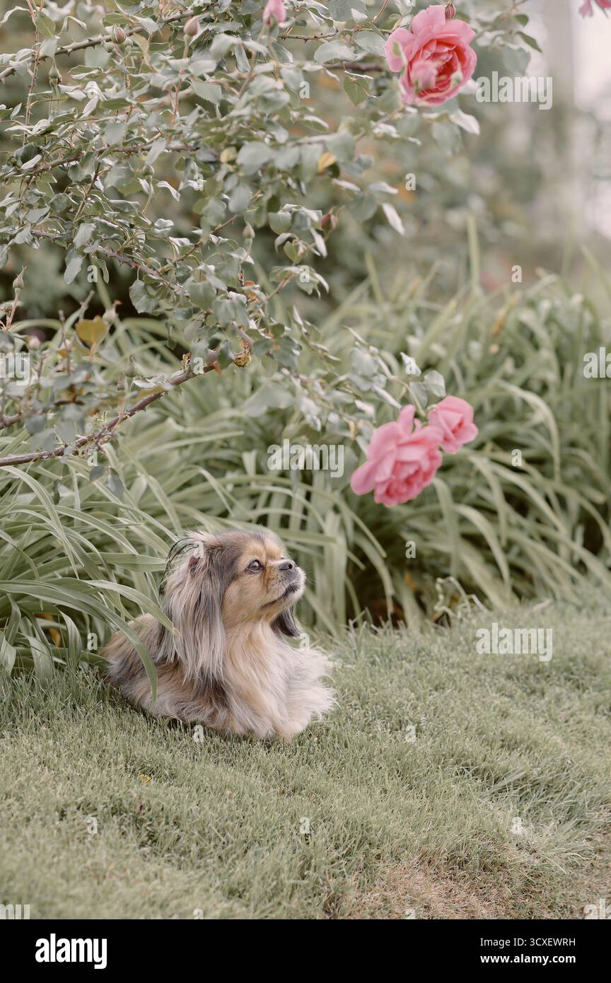 Un cane tibetano spagnolo contempla una rosa in un giardino verde. La scena trasmette serenità, connessione naturale e bellezza nella vita di tutti i giorni. Foto Stock